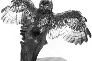 Rich Baker's Owl spreads wings